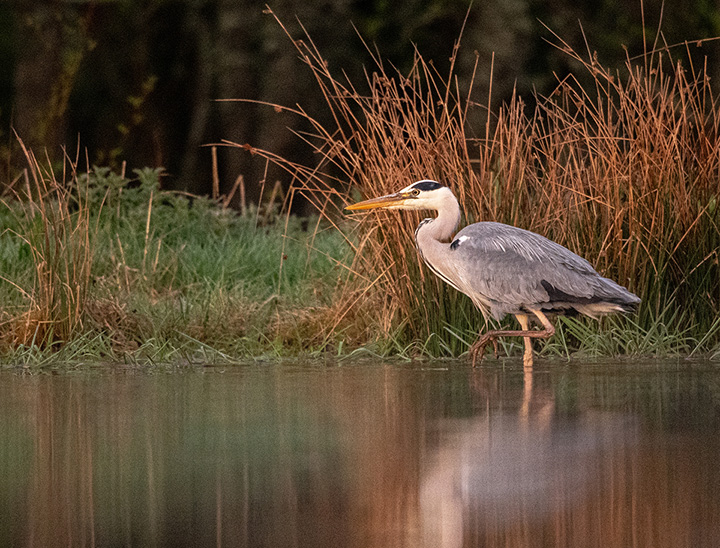 Image of wild bird wading in shallow water